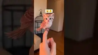 Whiskered Wings &ndash; The Cat-Sparrow Hybrid 🐱🐦#shorts #ai#cat#cute#Ai video