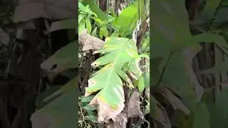 Bẫy sâu đầu đỏ 