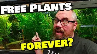Easy Tricks to Get Free Plants for Your Fish Tank!