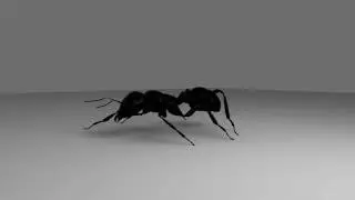 Ant walk cycle