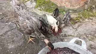 Sudah kenyang masih terus makan #adenaji