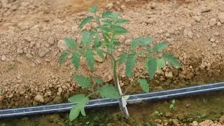 LAVOURA TOMATE ENXERTADO VARIEDADE DICKENS!