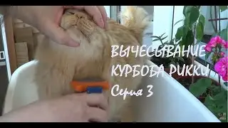 КОТ РИККИ МЕНЯЕТ ШУБКУ! Триммер помог! RIKKY'S CAT CHANGES FUR COAT! The trimmer helped!_02.12.2025