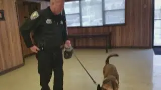 RCSO Basic Explosives K9 Handler training demonstration