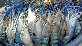 Biggest River Prawns in FishMarket/#riverprawn#bisugo#yellowfintuna#pusit#lapulapu#tiangge #tour