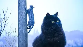 Fluffy Ninjas in the Garden: Epic Cat Moments! 😹