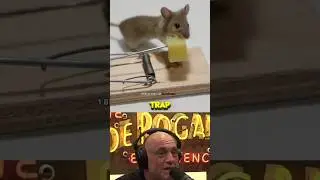 Smartest Rat EVER - Joe Rogan