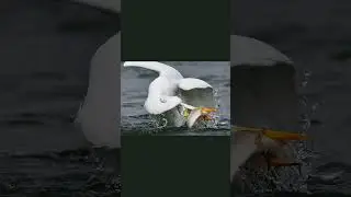 Semi Aquatic Animals