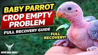 Baby Parrot Crop Empty Problem | Full Recovery Guide