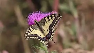 Natur Pur  Makrotour Juli 2023