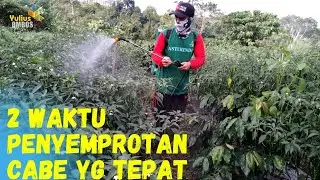 Cara Spray & Waktu Spray Cabe yg Tepat | Cara Menanam Cabe