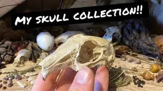 My skull collection!!