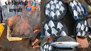 Dapoli Harne Bandar Fish Market ! दापोली हर्णे बंदरावर माशाचा लिलाव