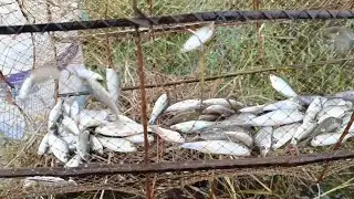 Amazing Use Traditional Khmer Trap ceach a lot of fish during day # Short #short