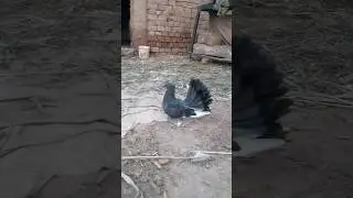 Pigeon running away😍💕 #youtube #youtubeshorts