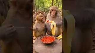 Monkey vibes all day! 🇺🇸🇬🇧  #MonkeyVibes #FunnyMonkey #CuteMonkey #MonkeyVideo #FunnyAnimals #Comedy