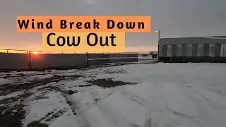Wild Wind Hits the Farm - Windbreak Down & Cow Escapes