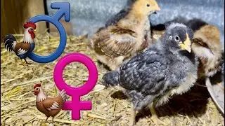 Predicting the Sex of Baby Chicks!