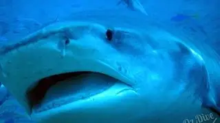 OzDive in Fiji - Diving with Sharks at Beqa Lagoon and Taveuni (2016)