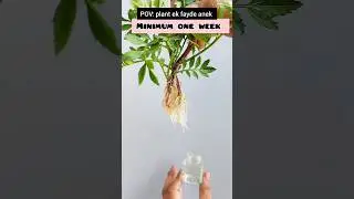 POV: Plant ek fayde anek (marigold)🌱😱 / #shorts #ytshorts #marigold #garden