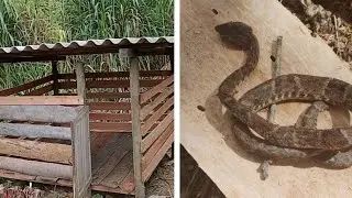 Fazendo um chiqueiro bruto e quase fui picado por uma cobra.