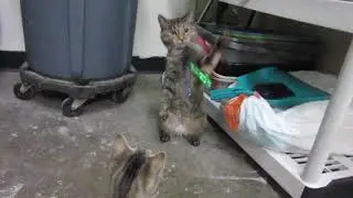 ADOPTED Iris and Dixon from Noah's Kingdom Humane Society-Great news!