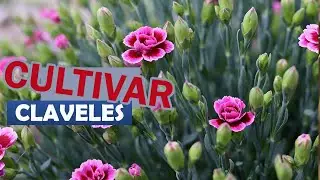Cultivar Claveles por SEMILLAS fácilmente  🔶🌸