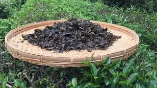 Ishizuchi Kurocha Tea Making in 2023 - Traditional Post-Fermented Tea Making in Saijo, Ehime, Japan