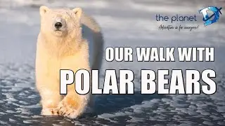 We Came Face to Face with Polar Bears - Manitoba Walking Safari!