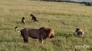 Lions vs hyenas. Super fights. Big cats. Animals.
