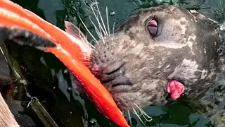 Feeding My 1 Eyed Pet Seal Fresh Caught Salmon!