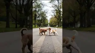 Puppies Doing Tricks Funny Video #puppy #cute #pets #funny #dog #viral #shorts