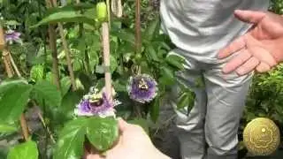 Tour dei Vivai Torre a Milazzo- Fiore della passione a Milazzo ! - Nona  parte