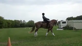 WDAA World Championship 2020. ID 412 Gallod Ffantastic, Joann Williams class 41O