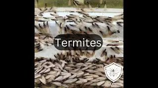 Termite Damage, Biology, and Treatment Options