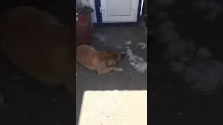 Не ху.. спать сторож/ прикол та / Ржачь смотреть до конца