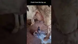 Milk Mayhem: When a Cat Takes &lsquo;Fresh&rsquo; Too Far! 🐾🥛