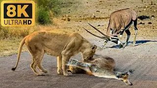 4K ANIMSLS : Tarangire National Park - Scenic Wildlife Animal With Real Sounds