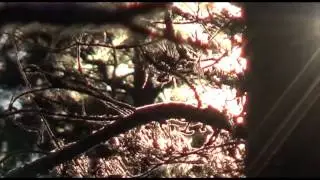 Caskets Open - Desert Trees