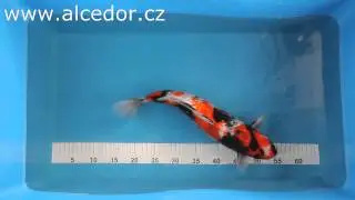Alcedor KOI 8029 9127