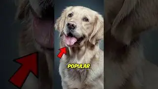 Top 3 Most Popular Dog Breeds