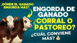 ENGORDA DE GANADO EN CORRAL VS PASTOREO 🐂🌾 | &iquest;CU&Aacute;L CONVIENE M&Aacute;S? 💰 | &iquest;CU&Aacute;L DA M&Aacute;S KILOS? ✅🐮