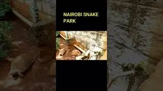 #shorts  Nairobi Snake Park Tourists Destination | The Nairobi Snake Park Popular