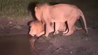 Kambula Male Lions in Londolozi | Mapogo's Great Grand Sons | 24 December 2023