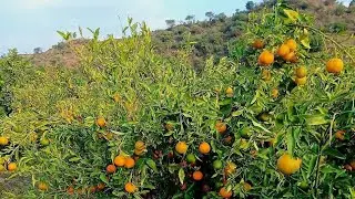 ማሻአላህ#የመንደረኒ#የጤና ጥቅም