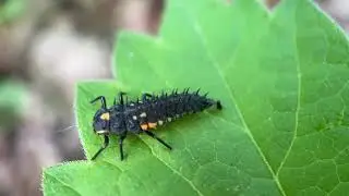 Macro with Moment - Shot on iphone (BUG ALERT)
