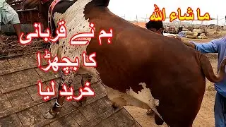 Our Qurbani Bull Purchased From Sohrab Goth Maweshi Mandi