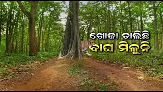 Live Leopard Rescue | ଆଜି ମଧ୍ୟ ବାଘ ଧରିବା ନେଇ ପ୍ରୟାସ ଜାରି | Sundargarh | Tiger Rescue | Odia News