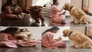 Adorable Golden Retriever Has the Best Reaction to Mom's Surprise Visit😊