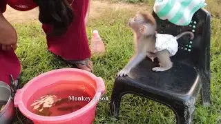 Wow!! So Sweet Newborn Baby Monkey Jason Good Manner Before Taking Herbal Bath With Mom Comforting